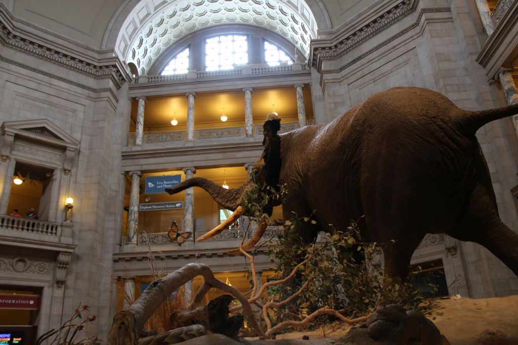 washington doğa tarihi müzesi