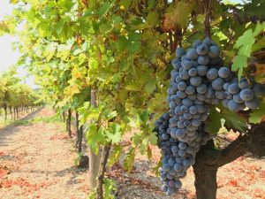 urla bağ yolu şarap