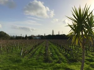 urlice şarapçılık