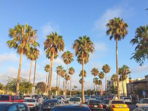 ABD Los Angeles Palmiyeler