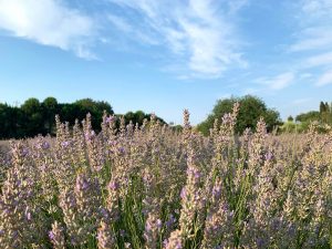 turgut köyü lavanta bahçesi